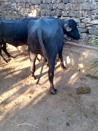 थंबनेल 2