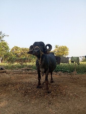 થંબનેલ 3