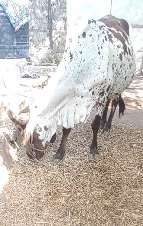 थंबनेल 3