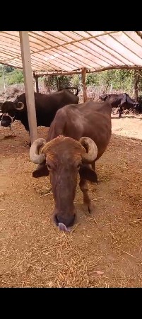 9723197610 ફોન કરો