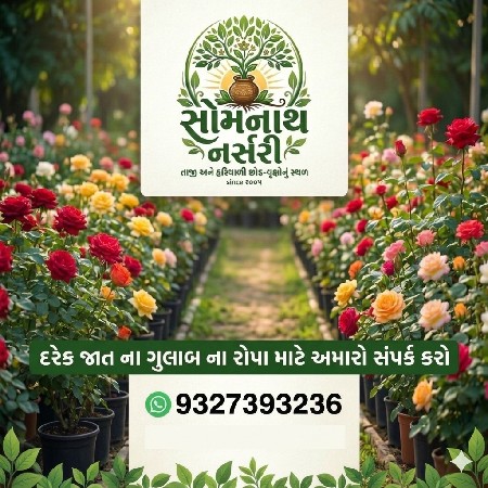 દરેક જાતના રોપા મળશે