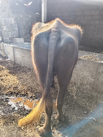 ખરેલો  વેચવાનો ધાભણીછે