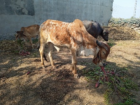 ગોઠલા વેચવા ના છે ફી મા