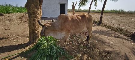 ગાય વેચવા ની છે