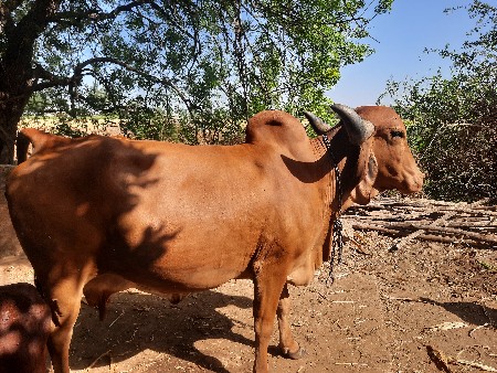 થંબનેલ 3