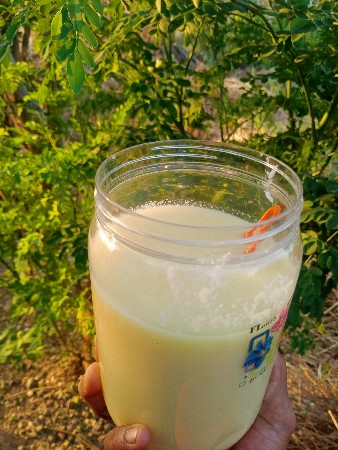 ભેંશ નું ઘી