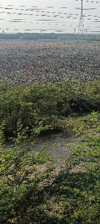 રીણાવાડા જમીન વેચવાનિ છે