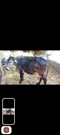 જર્સી ગાય વેચવાની છે