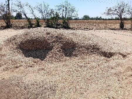 ચણાનું ખારીયુ વેચવાનું છે.