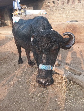 थंबनेल 2