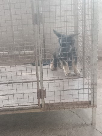 2 કુતરી છે