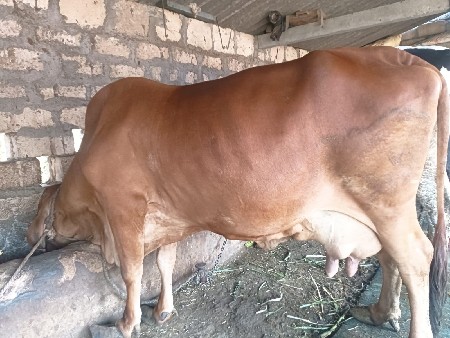 ગીર  ક્રોસ ગાય વેચવાની છે