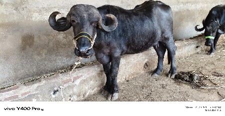 થંબનેલ 2