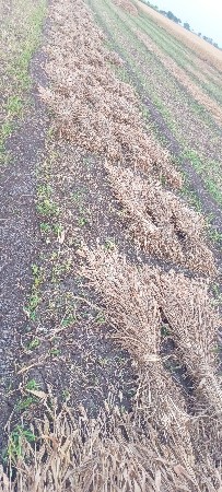 સકન્સી જ્વાર વેસ્વા ની સે