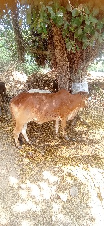 બળદ વેષવાનો છેં