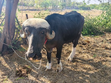 જાફરાબાદી ખડેલી વેશવાની છે.