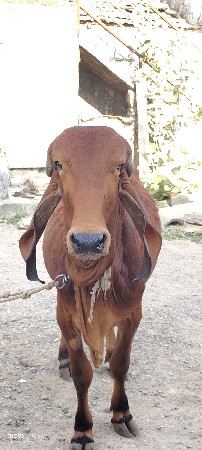 વાછરડું વેચવાનું છે