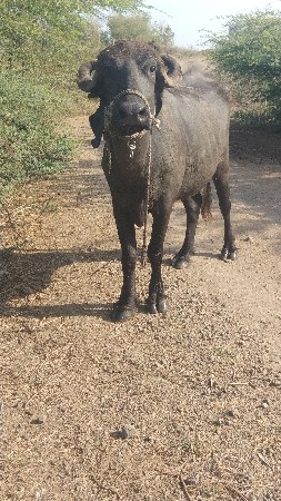 थंबनेल 2