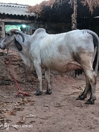 લીલડી ગાય વેચવાની છે