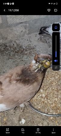 કબુતર વેચવાનો છે