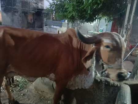 તાત્કાલિક ગાય વેચવાની છે
