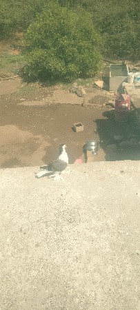 સિરાજી કબૂતર વેચવાના છે