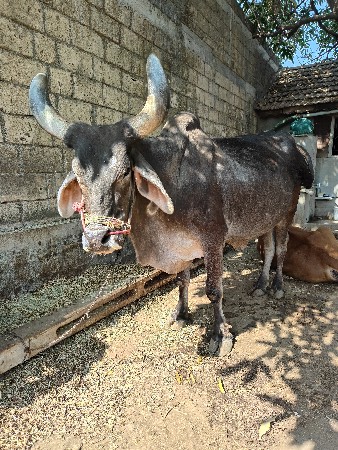 બળદ વેચવાનો છે.