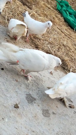 થંબનેલ 2