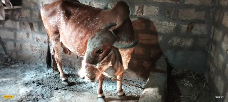 થંબનેલ 2