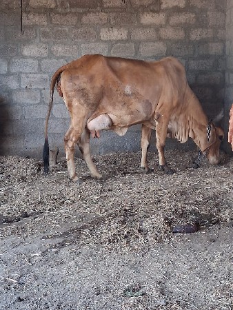 ગાય વેચવાની છે