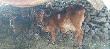 ગીર ગાય વેચવા ની છે
