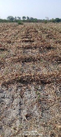 જુવાર નો સારો