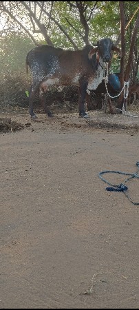 થંબનેલ 2