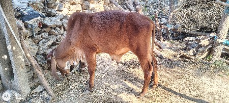 थंबनेल 2