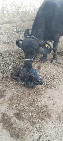 थंबनेल 3