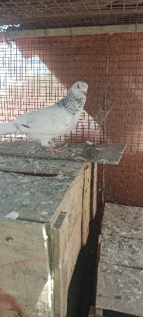 थंबनेल 2