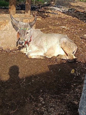 ગોઢલો લેવાનો છે