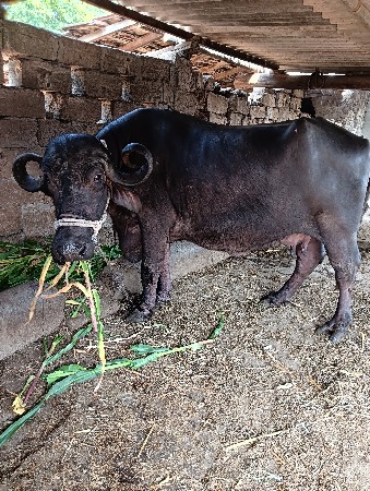 थंबनेल 3