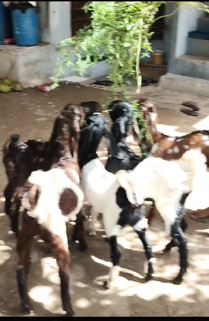 થંબનેલ 2