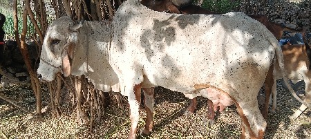 દેશી ગાય