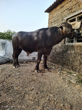 થંબનેલ 2