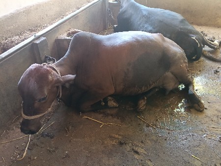 थंबनेल 2