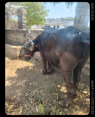 थंबनेल 3