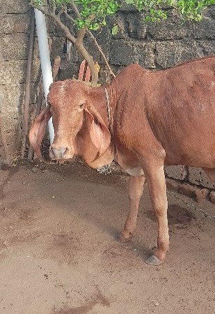 સુવણ કપિલા વાછડી વેચવાની છે