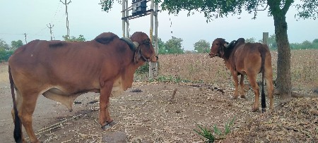 બળદ વેચવાના છે