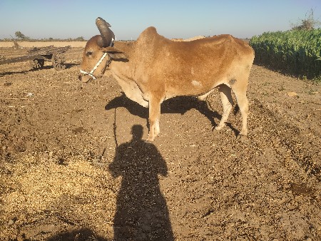 બળદ વેચવાનો છે