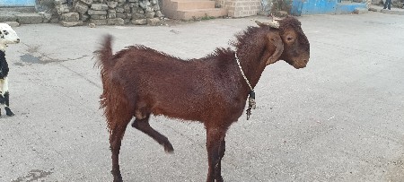 થંબનેલ 3