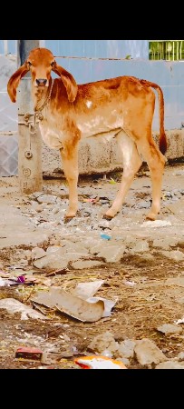 थंबनेल 5