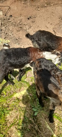 9316862296 બસીર