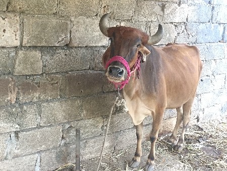 थंबनेल 3